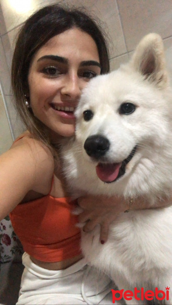 Samoyed, Köpek  Elsa fotoğrafı