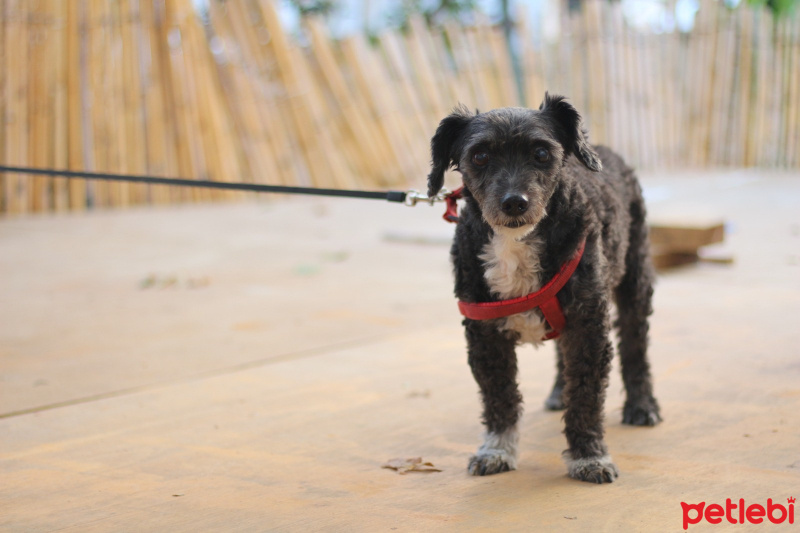 Avustralya Terrier, Köpek  Marul fotoğrafı