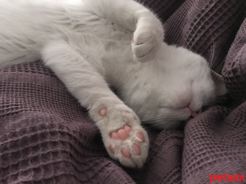 Van Kedisi, Kedi  Lila fotoğrafı