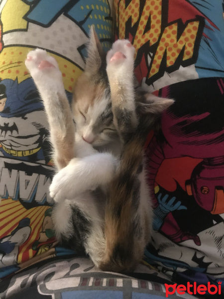 Tekir Kedi, Kedi  iffet fotoğrafı