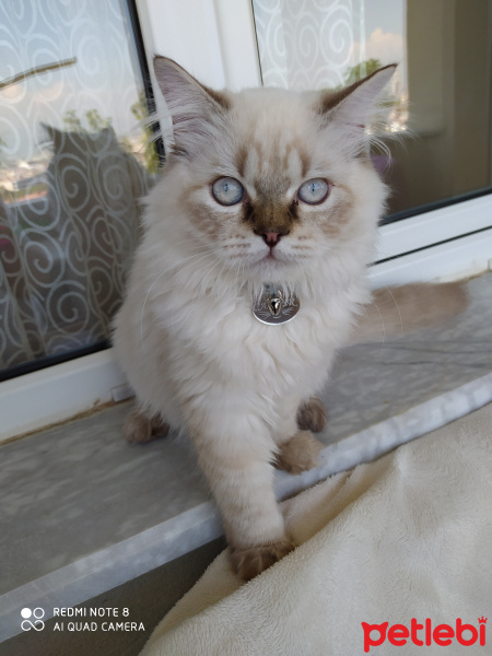 British Shorthair, Kedi  Casper fotoğrafı