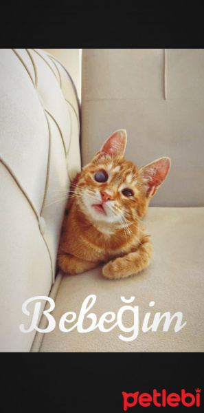 Sarman, Kedi  Badem fotoğrafı