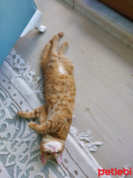 Sarman, Kedi  Badem fotoğrafı