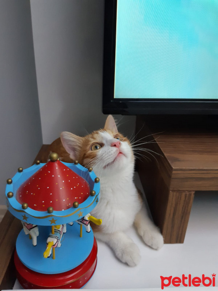 Sarman, Kedi  Badem fotoğrafı