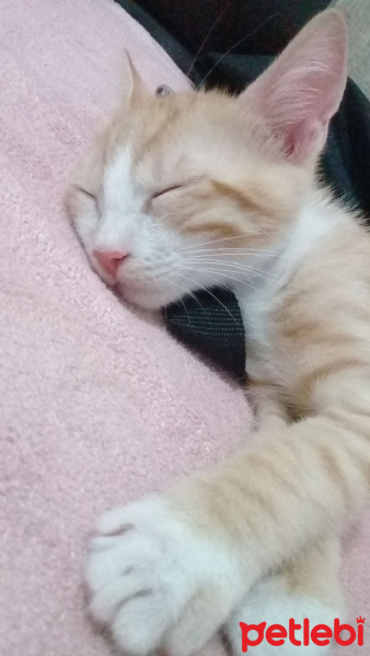 Tekir Kedi, Kedi  Portakal fotoğrafı