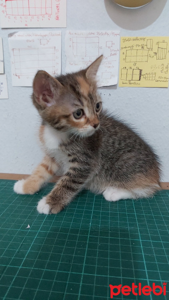 Tekir Kedi, Kedi  Zıpzıp fotoğrafı