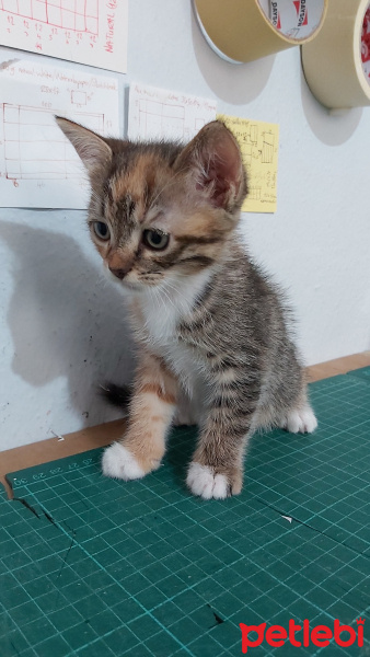 Tekir Kedi, Kedi  Zıpzıp fotoğrafı