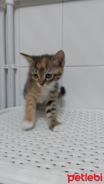 Tekir Kedi, Kedi  Zıpzıp fotoğrafı