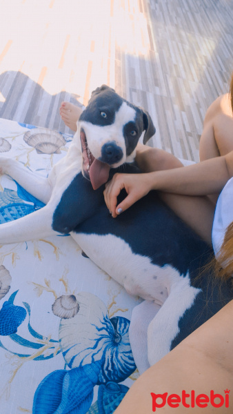 Amerikan Staffordshire Terrier, Köpek  lady fotoğrafı