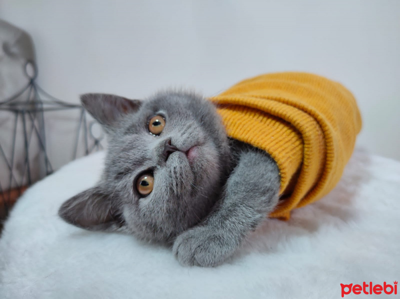 British Shorthair, Kedi  Kiraz fotoğrafı