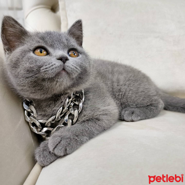 British Shorthair, Kedi  Kiraz fotoğrafı