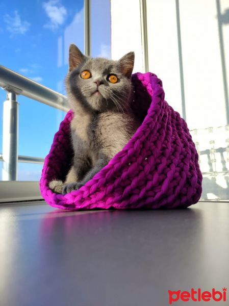 British Shorthair, Kedi  Kiraz fotoğrafı