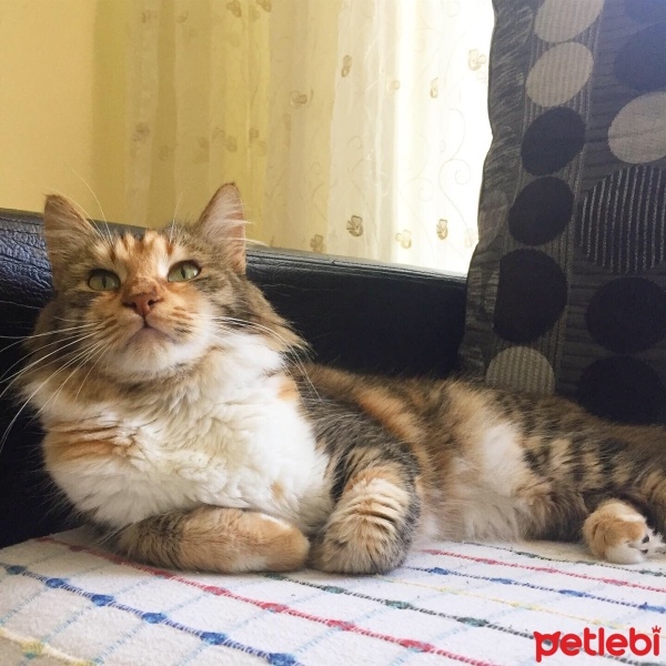 Tekir Kedi, Kedi  İpek fotoğrafı