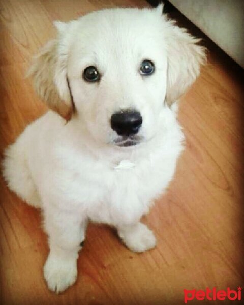 Golden Retriever, Köpek  BADEM  fotoğrafı