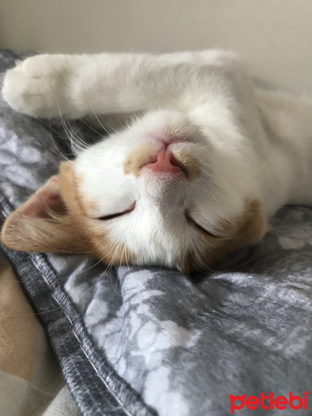 Tekir Kedi, Kedi  Pati fotoğrafı