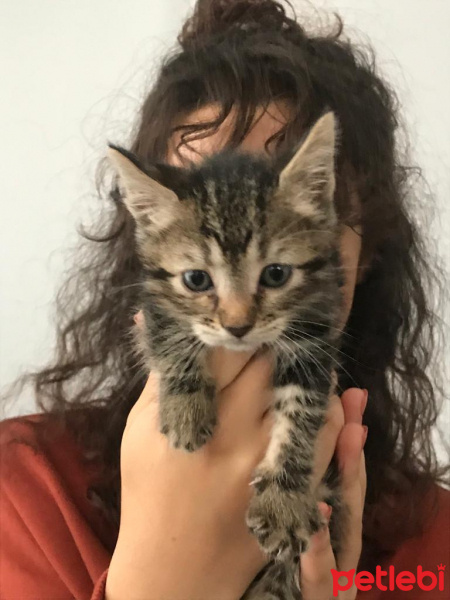 Tekir Kedi, Kedi  Şahika fotoğrafı