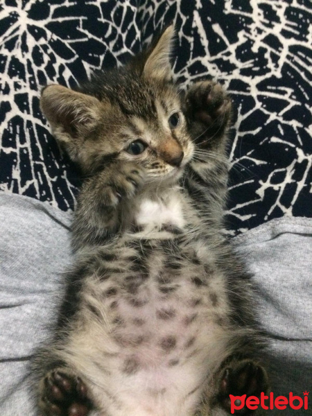 Tekir Kedi, Kedi  Şahika fotoğrafı