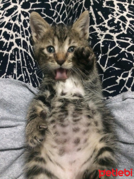 Tekir Kedi, Kedi  Şahika fotoğrafı