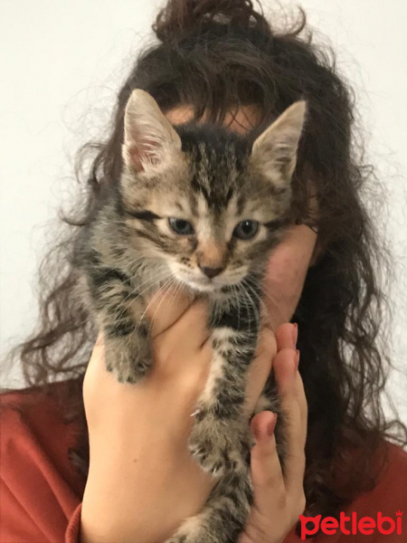 Tekir Kedi, Kedi  Şahika fotoğrafı