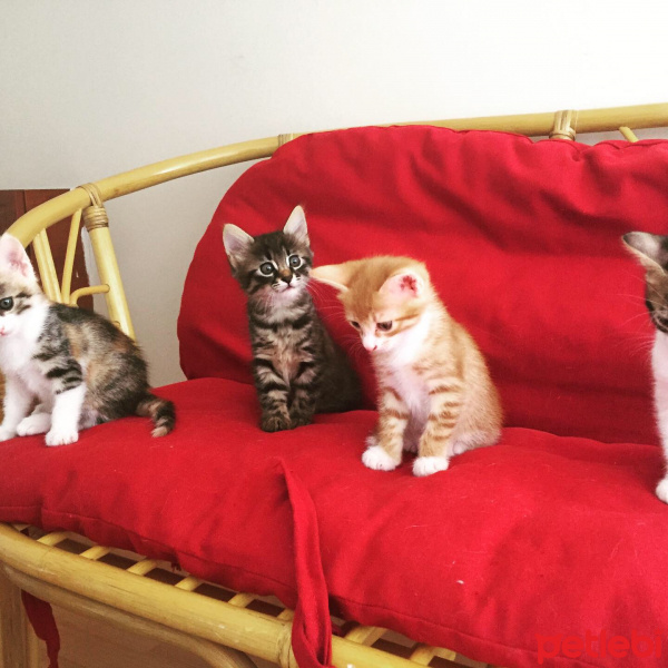 Tekir Kedi, Kedi  minikler fotoğrafı