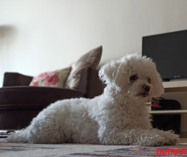 Maltese, Köpek  Godot fotoğrafı