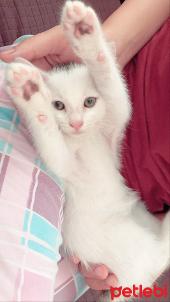 Van Kedisi, Kedi  Macit fotoğrafı