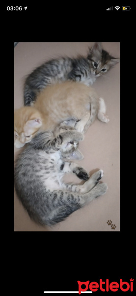 Tekir Kedi, Kedi  Acil yuva arıyoruz torunlarıma fotoğrafı