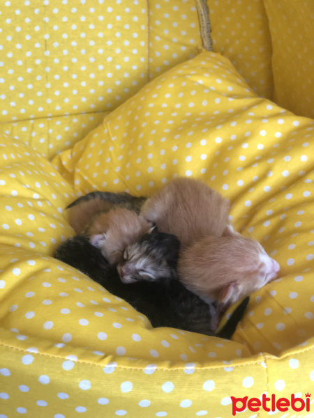 Tekir Kedi, Kedi  Acil yuva arıyoruz torunlarıma fotoğrafı