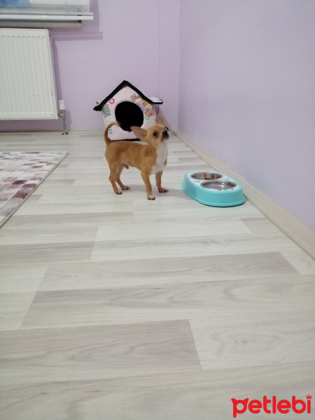 Chihuahua, Köpek  Panço fotoğrafı