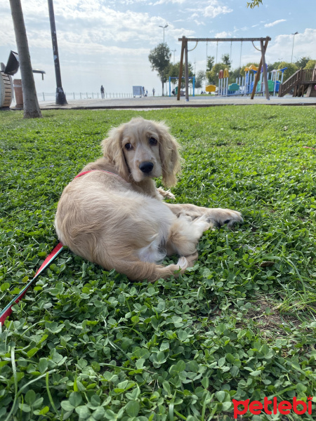 İngiliz Cocker Spaniel, Köpek  Balım fotoğrafı