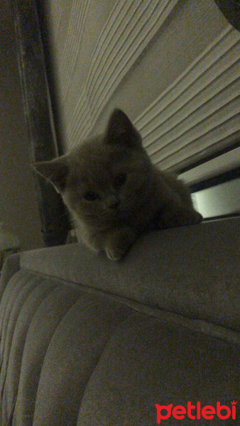 British Shorthair, Kedi  Haşmet fotoğrafı