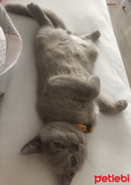 British Shorthair, Kedi  Haşmet fotoğrafı