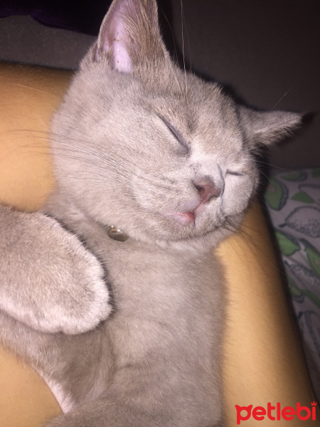 British Shorthair, Kedi  Haşmet fotoğrafı