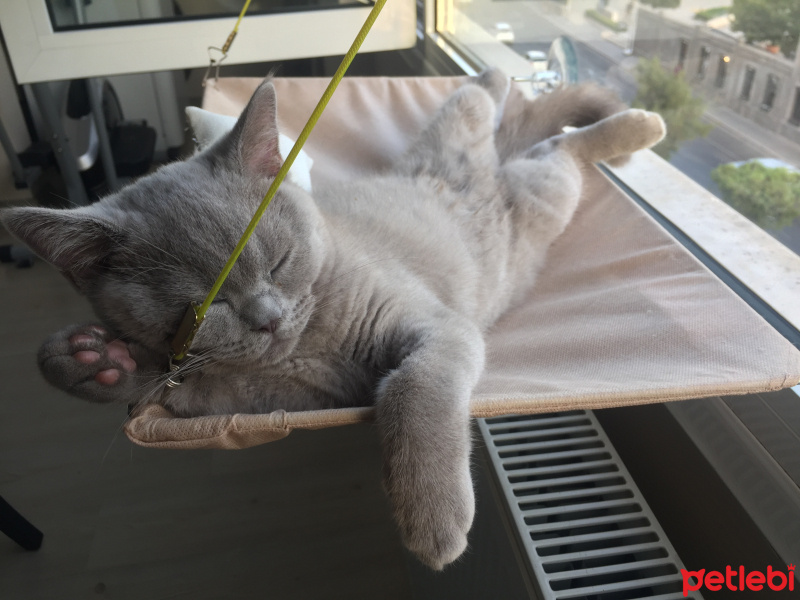 British Shorthair, Kedi  Haşmet fotoğrafı