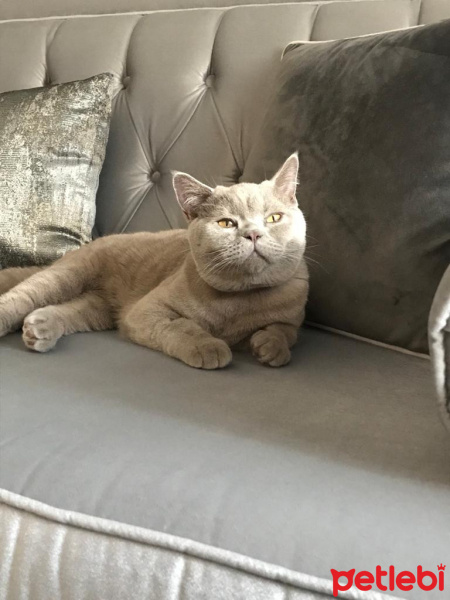 British Shorthair, Kedi  Haşmet fotoğrafı