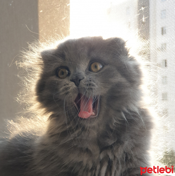 Scottish Fold, Kedi  Ares fotoğrafı