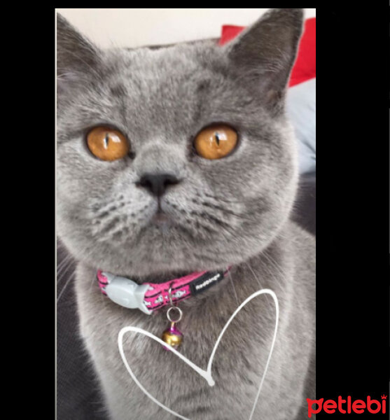 British Shorthair, Kedi  Felix fotoğrafı