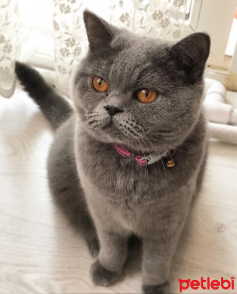 British Shorthair, Kedi  Felix fotoğrafı