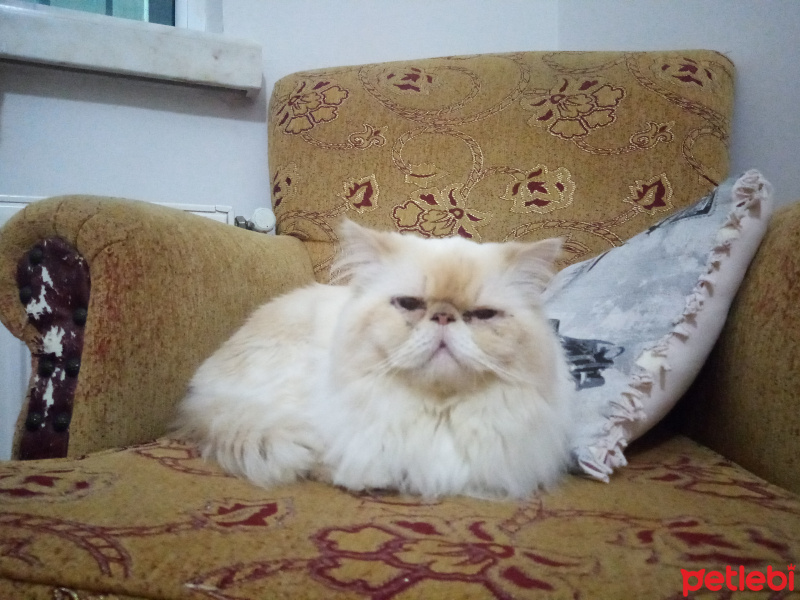 İran Kedisi (Persian), Kedi  köpük fotoğrafı