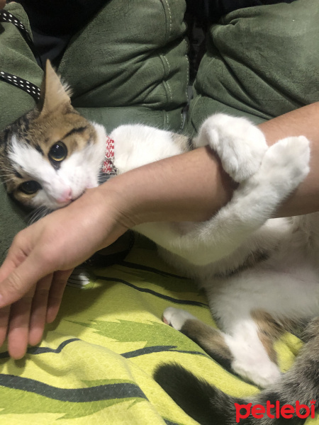Tekir Kedi, Kedi  Mavi fotoğrafı