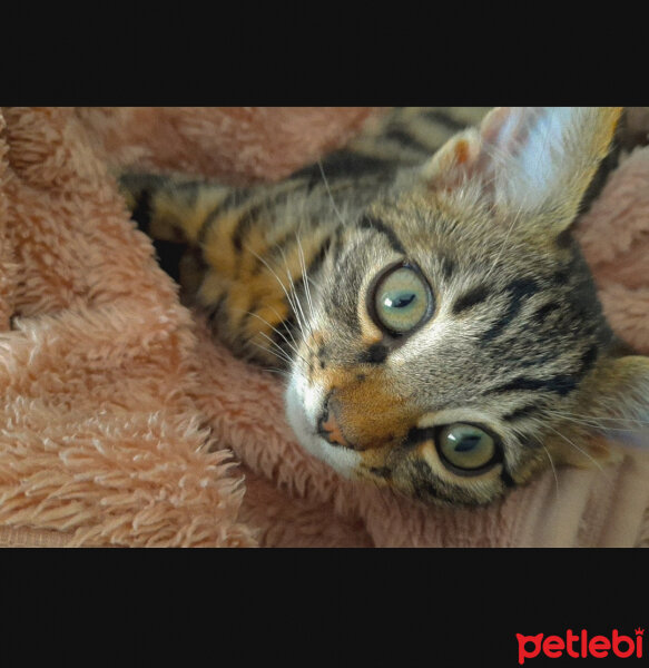 Tekir Kedi, Kedi  Iva fotoğrafı