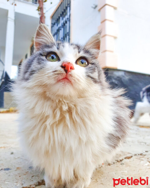 Tekir Kedi, Kedi  Iva fotoğrafı