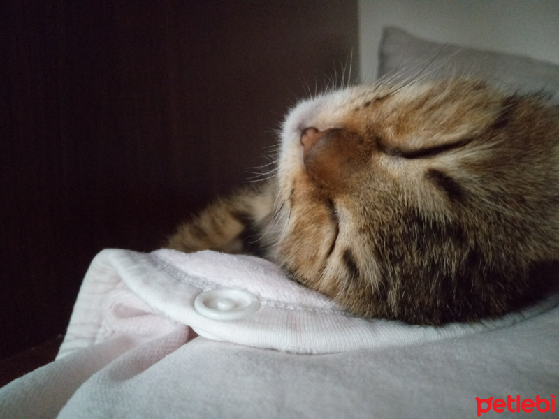 Bengal, Kedi  Haziran fotoğrafı