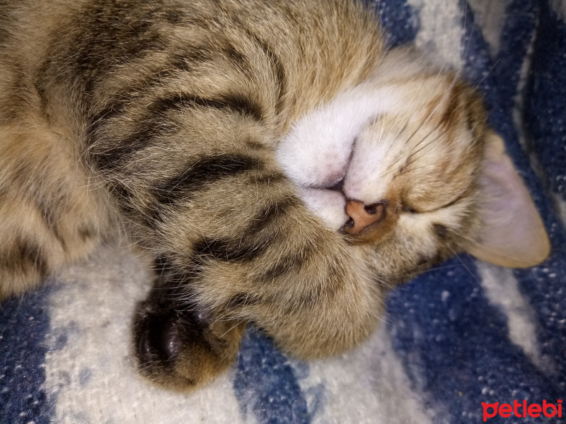 Bengal, Kedi  Haziran fotoğrafı