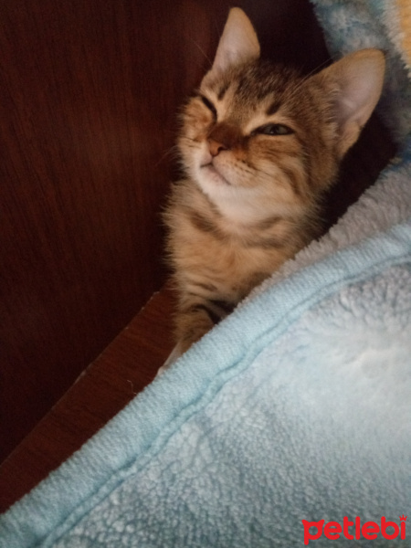 Bengal, Kedi  Haziran fotoğrafı