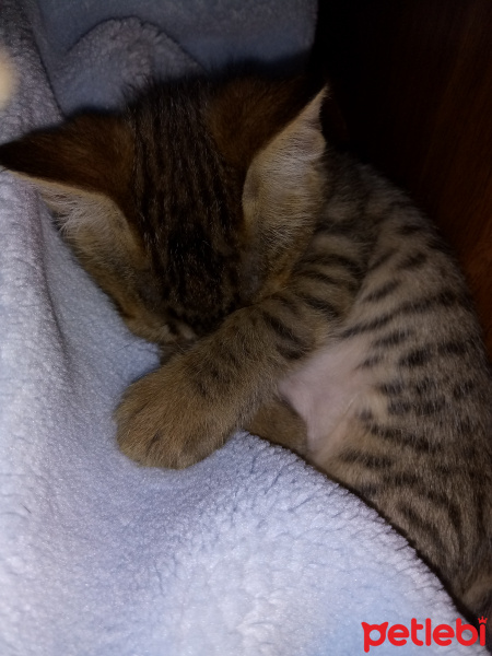 Bengal, Kedi  Haziran fotoğrafı