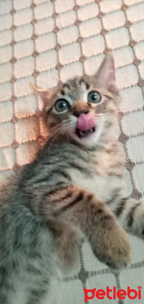 Scottish Fold, Kedi  Sahibi versin :) fotoğrafı