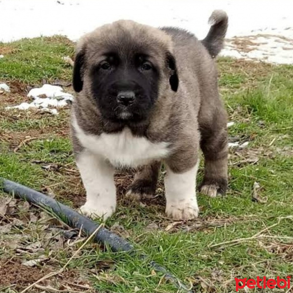 Kangal, Köpek  Black fotoğrafı
