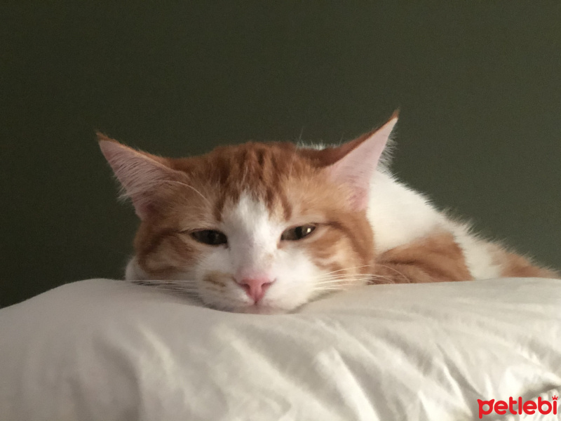 Sarman, Kedi  İrmik fotoğrafı