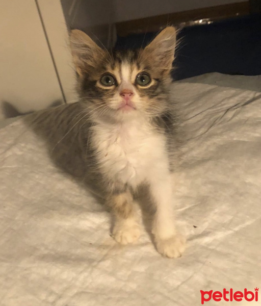 Tekir Kedi, Kedi  Deniz fotoğrafı